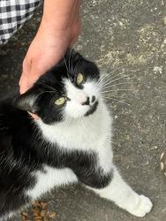 Found/Stray Female Cat last seen Debdale Park , Greater Manchester, England M18