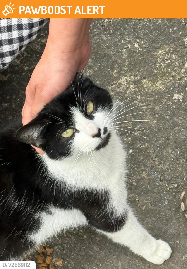 Found/Stray Female Cat last seen Debdale Park , Greater Manchester, England M18
