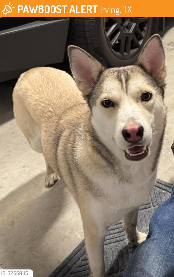 Found/Stray Female Dog last seen Riverside Drive, Irving, TX 75039