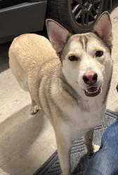 Found/Stray Female Dog last seen Riverside Drive, Irving, TX 75039