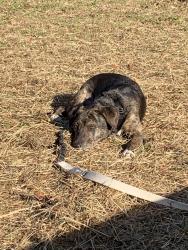 Lost Female Dog last seen Chula junction, Amelia County, VA 23002