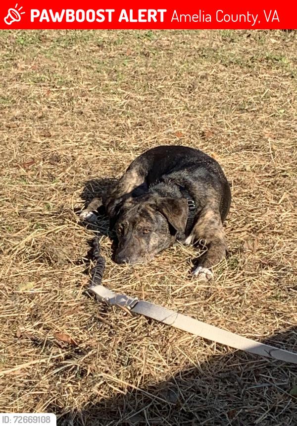 Lost Female Dog last seen Chula junction, Amelia County, VA 23002