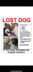 Lost Male Dog last seen Hacienda ave/ E Reno Ave, Las Vegas, NV 89119