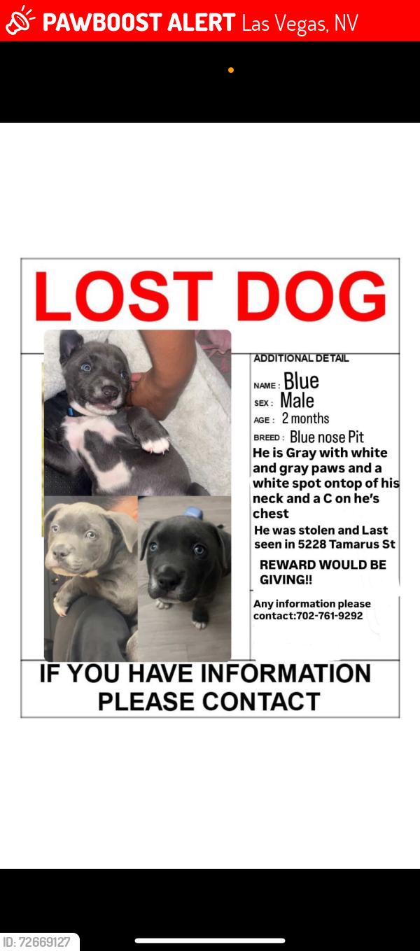 Lost Male Dog last seen Hacienda ave/ E Reno Ave, Las Vegas, NV 89119