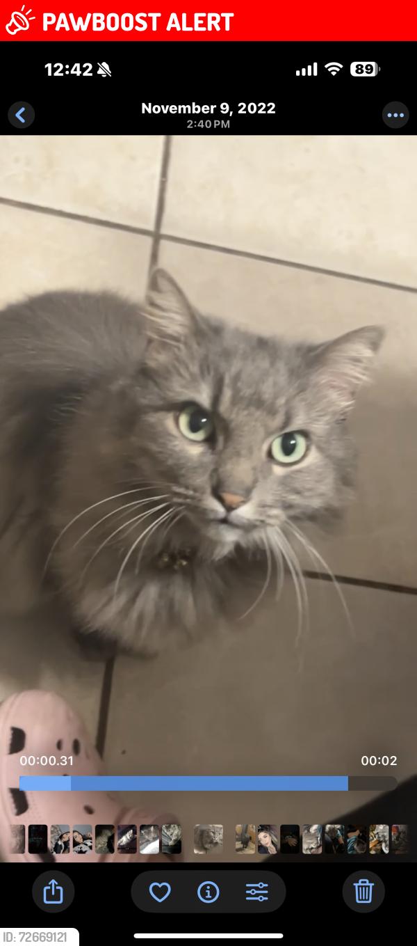 Lost Female Cat last seen Brent Ave , Inver Grove Heights, MN 55076