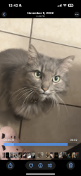 Lost Female Cat last seen Brent Ave , Inver Grove Heights, MN 55076