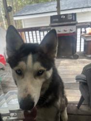 Found/Stray Male Dog last seen Near gentle rio ct, Garner, NC 27529
