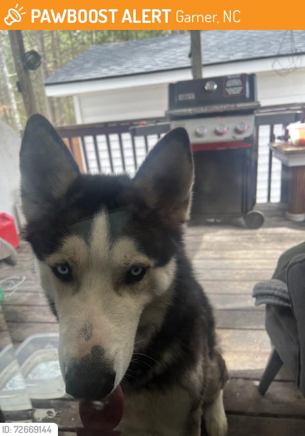 Found/Stray Male Dog last seen Near gentle rio ct, Garner, NC 27529