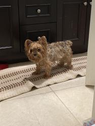 Lost Female Dog last seen The trail/hill near the elementary school, Irvine, CA 92610