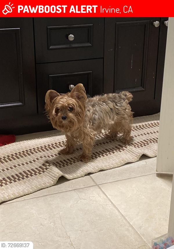 Lost Female Dog last seen The trail/hill near the elementary school, Irvine, CA 92610