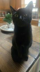 Lost Female Cat last seen Transmitter rd , lark lane, Panama City, FL 32404