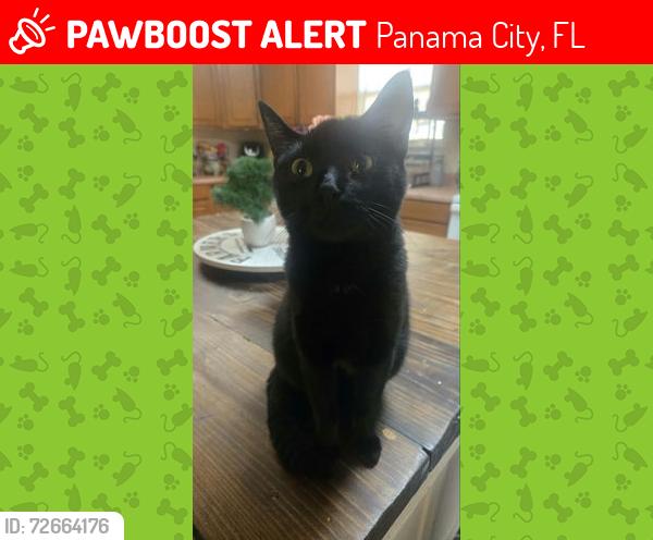 Lost Female Cat last seen Transmitter rd , lark lane, Panama City, FL 32404