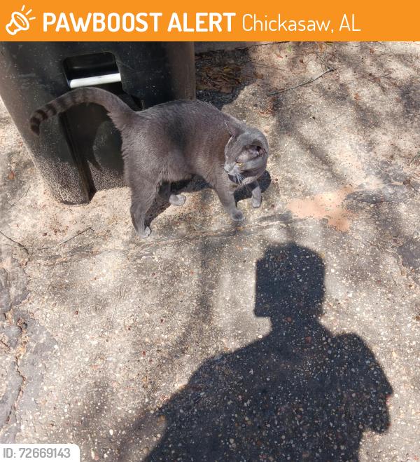Found/Stray Male Cat last seen Masterson & Lee St.  Chickasaw, Chickasaw, AL 36611
