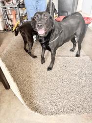 Found/Stray Male Dog last seen Starbucks, Warr Acres, OK 73132