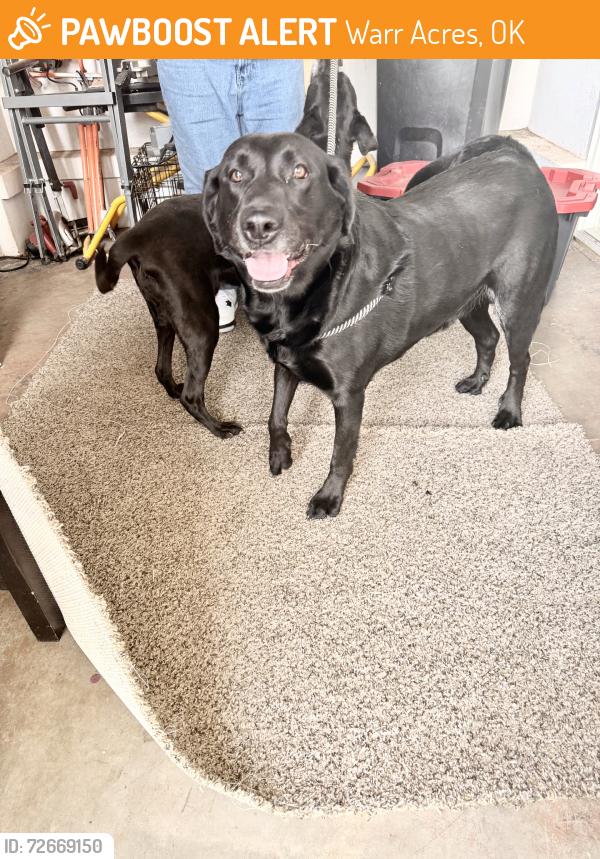 Found/Stray Male Dog last seen Starbucks, Warr Acres, OK 73132