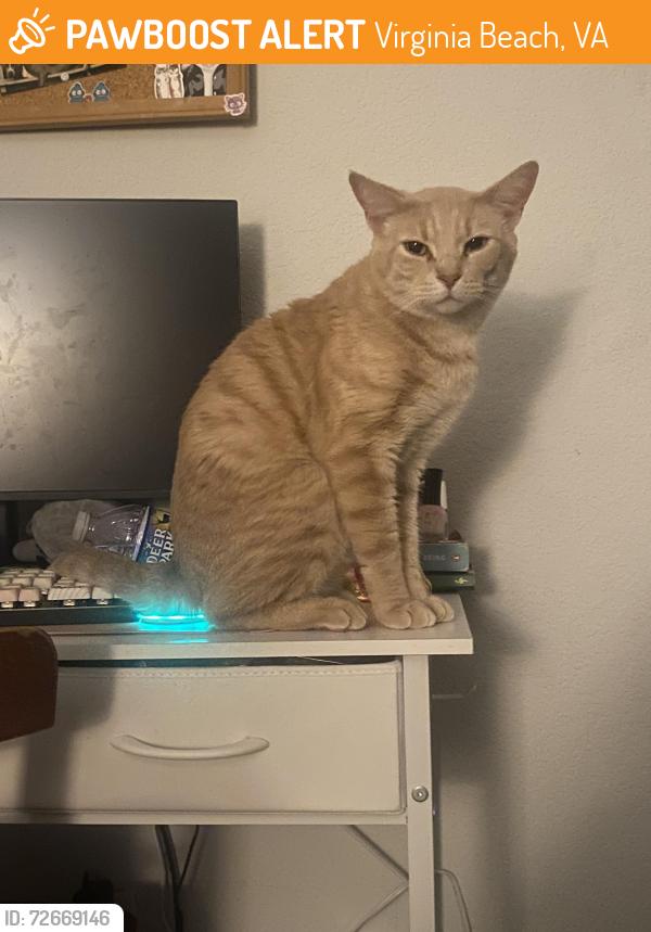 Found/Stray Male Cat last seen Harper's Rd and Oceana, Virginia Beach, VA 23454