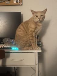Found/Stray Male Cat last seen Harper's Rd and Oceana, Virginia Beach, VA 23454