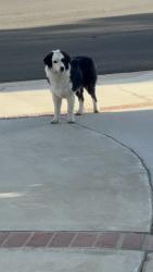 Found/Stray Female Dog last seen Armstrong , Riverside, CA 92509
