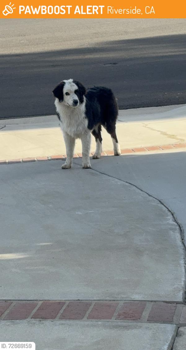Found/Stray Female Dog last seen Armstrong , Riverside, CA 92509
