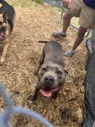 Found/Stray Male Dog last seen Summerville church , Lillington, NC 27546
