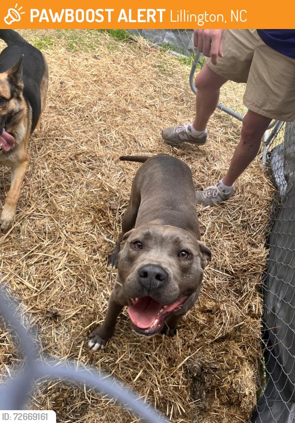 Found/Stray Male Dog last seen Summerville church , Lillington, NC 27546