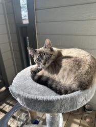 Lost Female Cat last seen Hixson pike, hwy 153, Chattanooga, TN 37343
