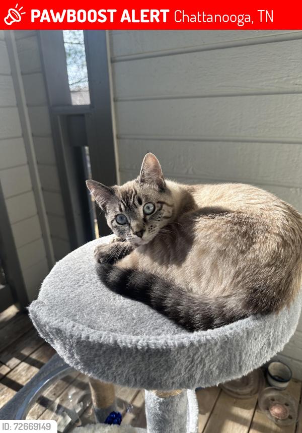 Lost Female Cat last seen Hixson pike, hwy 153, Chattanooga, TN 37343