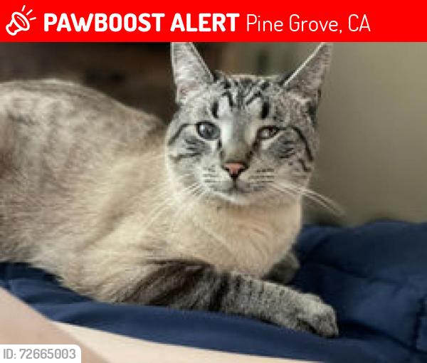 Lost Male Cat last seen Clinton Bar Rd and Robin Lane  , Pine Grove, CA 95665