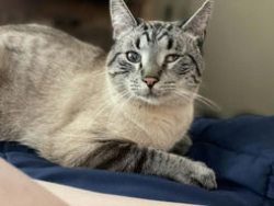 Lost Male Cat last seen Clinton Bar Rd and Robin Lane  , Pine Grove, CA 95665