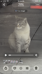 Found/Stray Male Cat last seen Bullard, Fresno, CA 93710