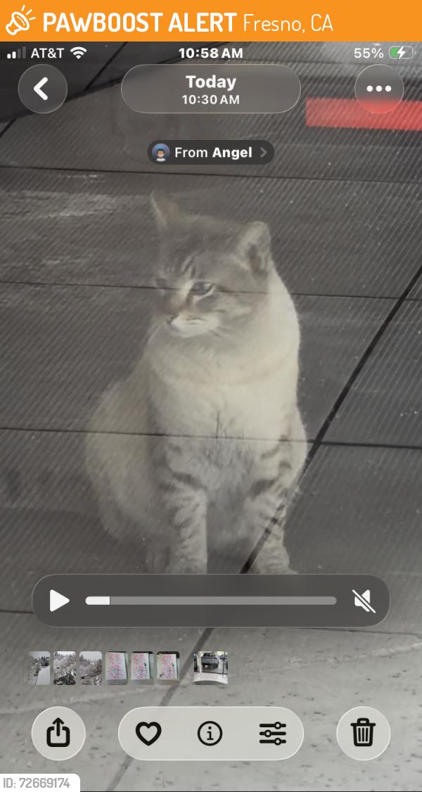 Found/Stray Male Cat last seen Bullard, Fresno, CA 93710