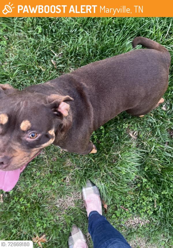 Found/Stray Unknown Dog last seen Brownschool rd, Maryville, TN 37804