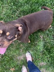 Found/Stray Unknown Dog last seen Brownschool rd, Maryville, TN 37804