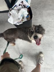 Found/Stray Female Dog last seen University City Recycling Center, St. Louis, MO 63130