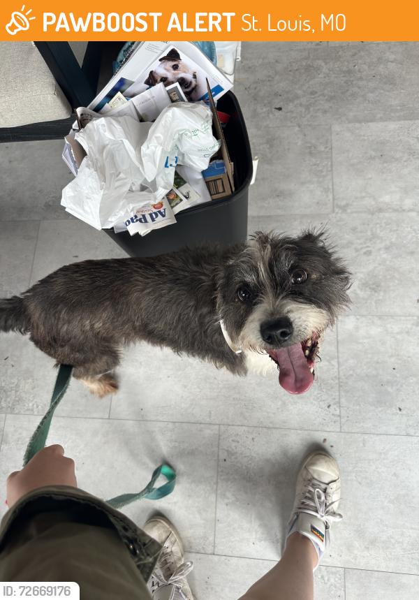Found/Stray Female Dog last seen University City Recycling Center, St. Louis, MO 63130