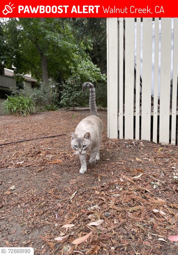 Lost Male Cat last seen Oak road, c trail/ iron horse trail, Walnut Creek, CA 94597
