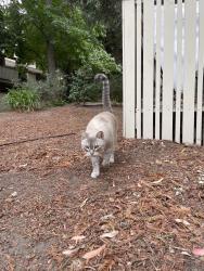 Lost Male Cat last seen Oak road, c trail/ iron horse trail, Walnut Creek, CA 94597