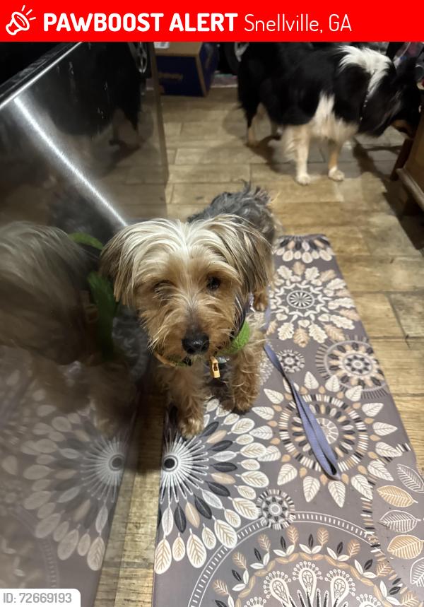 Lost Male Dog last seen Heading towards Pleasant Hill on Hightower Trail, Snellville, GA 30039