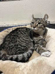Found/Stray Female Cat last seen Middleton Pl and Gramercy, Los Angeles, CA 90062