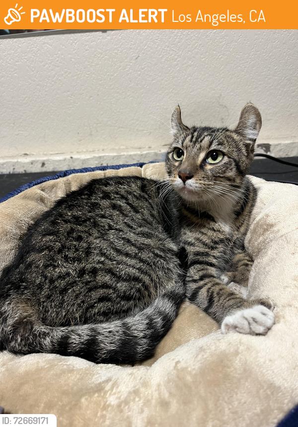 Found/Stray Female Cat last seen Middleton Pl and Gramercy, Los Angeles, CA 90062