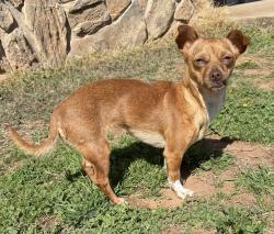Found/Stray Female Dog last seen NE 10th and Post, Midwest City, OK 73110
