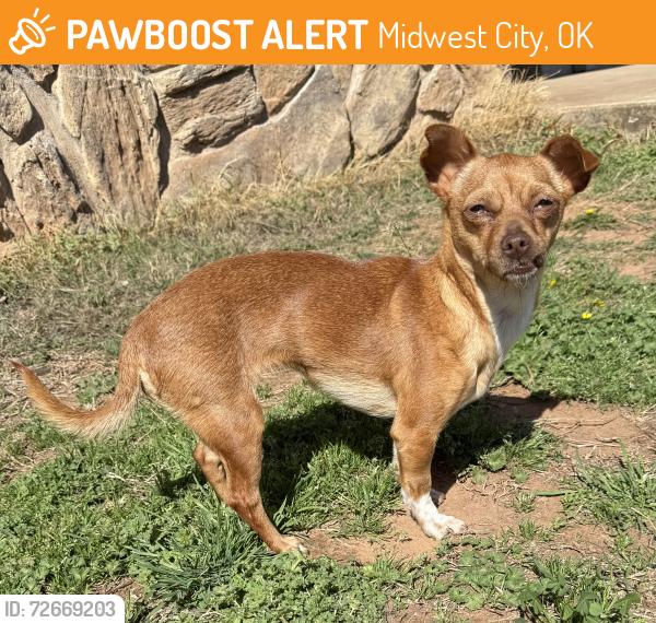 Found/Stray Female Dog last seen NE 10th and Post, Midwest City, OK 73110