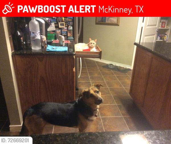 Lost Male Dog last seen Latigo Trail, McKinney, TX 75070