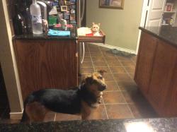 Lost Male Dog last seen Latigo Trail, McKinney, TX 75070
