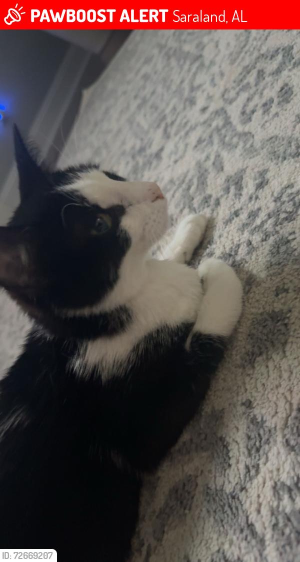 Lost Female Cat last seen Near to our hse , Saraland, AL 36571