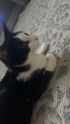 Lost Female Cat last seen Near to our hse , Saraland, AL 36571
