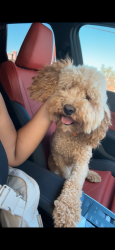 Lost Male Dog last seen Park bell ranch, Odessa, TX 79758