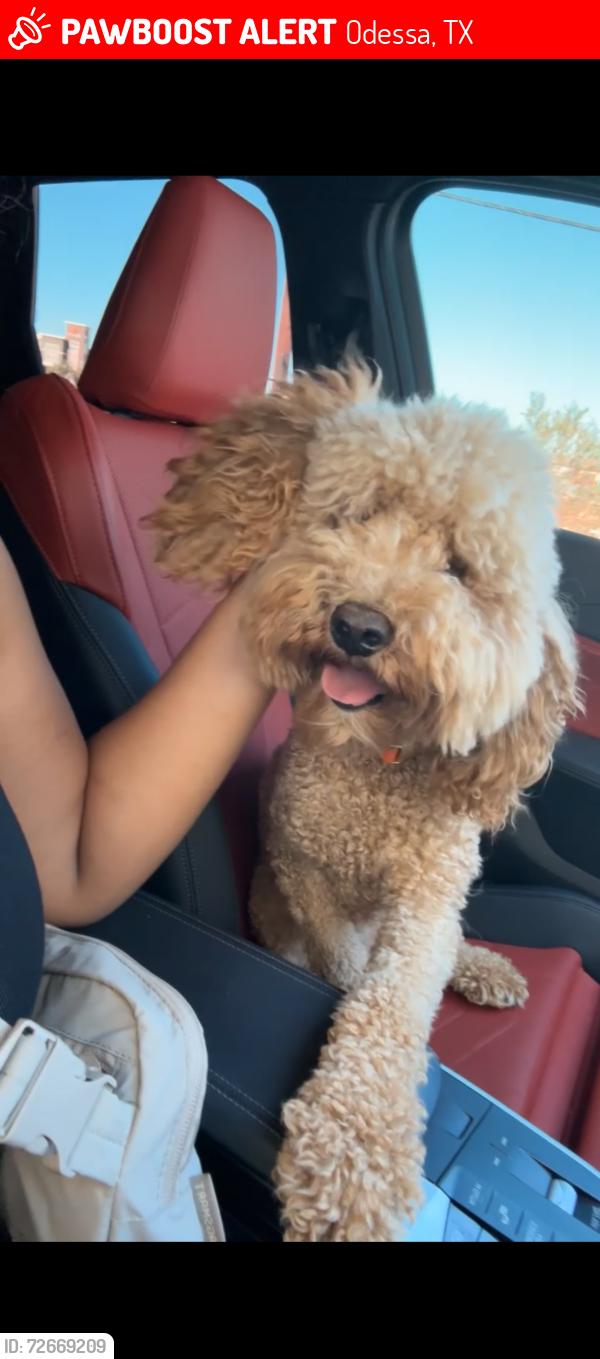 Lost Male Dog last seen Park bell ranch, Odessa, TX 79758