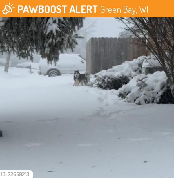 Found/Stray Unknown Dog last seen Corner of Nancy Ave and Westplain Dr, Green Bay, WI 54303