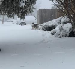 Found/Stray Unknown Dog last seen Corner of Nancy Ave and Westplain Dr, Green Bay, WI 54303